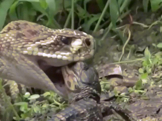 Media - Rắn đuôi chuông nhận cái kết bi thảm khi ăn thịt cá sấu con