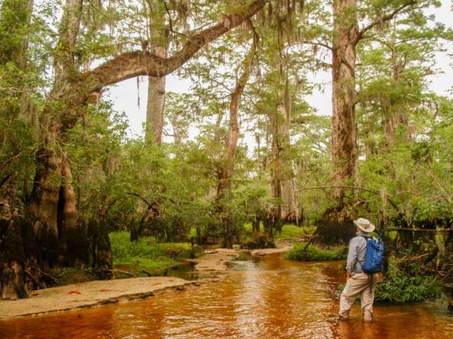 Thế giới - Cây cổ nhất thế giới có trước cả "Chúa", sống sót gần 3.000 năm