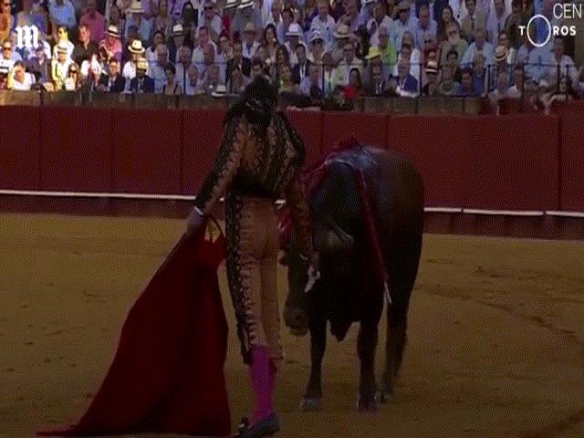 Thế giới - Bò tót chảy nước mắt trong giây phút sinh tử, đấu sĩ lau mắt cho bò rồi ra đòn cuối