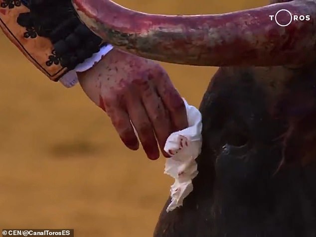 Bò tót chảy nước mắt trong giây phút sinh tử, đấu sĩ lau mắt cho bò rồi ra đòn cuối - 2