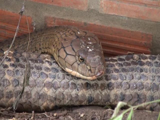 Tin tức trong ngày - Nóng 24h qua: Bắt được cặp rắn hổ khổng lồ kèm theo ổ rắn con