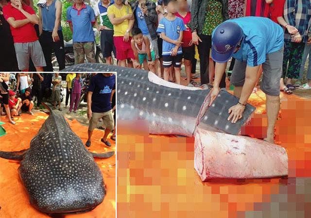 Cá 1 tấn bị cắt khúc ở Thanh Hóa là cá nhám voi có nguy cơ tuyệt chủng - 1