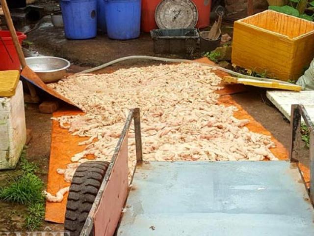 Thị trường - Tiêu dùng - Lạng Sơn: "Đột kích" xưởng chế biến thực phẩm, thu 800kg lòng lợn thối