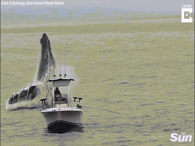 Thế giới - Mỹ: Cá voi khổng lồ vọt khỏi mặt nước, thuyền câu cá bỗng bé tẻo teo