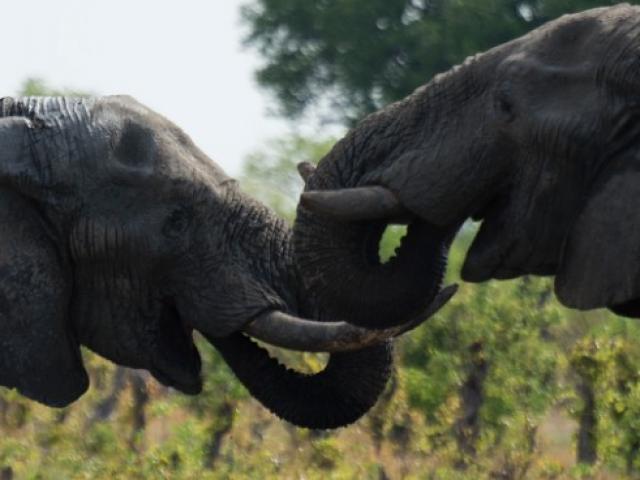 Thế giới - Zimbabwe kiếm bộn tiền từ bán voi cho Trung Quốc, Dubai