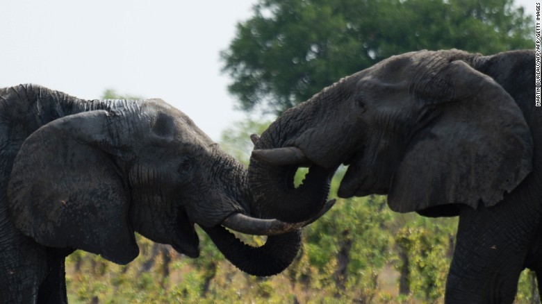 Zimbabwe kiếm bộn tiền từ bán voi cho Trung Quốc, Dubai - 1