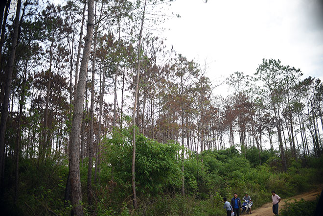 Thông tin mới vụ hơn 10 ha rừng thông bị "đầu độc" - 1