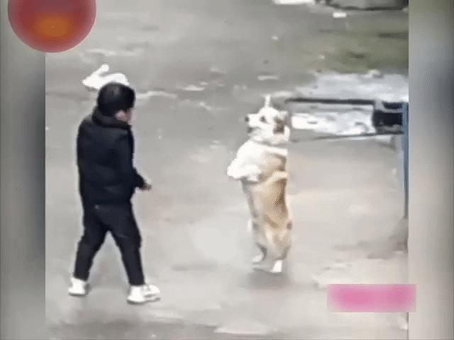 Video Clip Cười - Đến chó cũng phải khóc với những màn troll đến khốn khổ