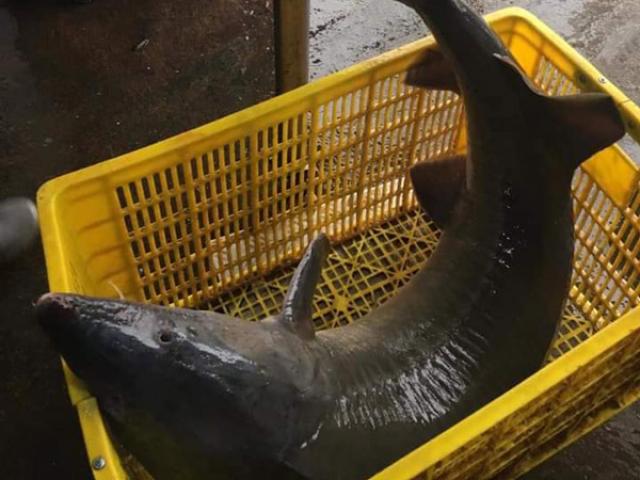 Thị trường - Tiêu dùng - Đại gia chi hơn 15 triệu đồng để mua cá tầm "khủng" về ăn