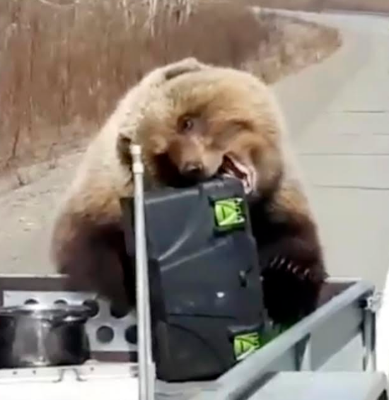 Video: Gấu khổng lồ chuyên ăn cướp, ăn xin người đi đường - 1