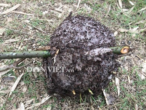 Nữ cao thủ kể chuyện ly kỳ vào rừng săn đặc sản trứng kiến cực lạ - 2