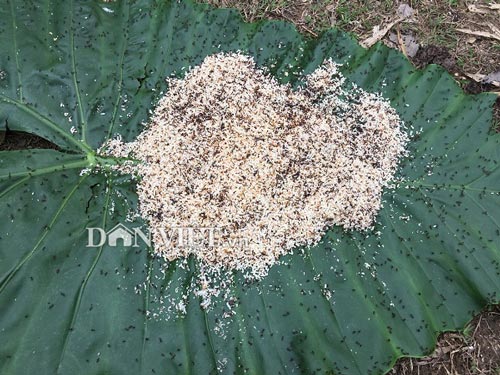 Nữ cao thủ kể chuyện ly kỳ vào rừng săn đặc sản trứng kiến cực lạ - 3