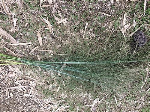 Nữ cao thủ kể chuyện ly kỳ vào rừng săn đặc sản trứng kiến cực lạ - 4