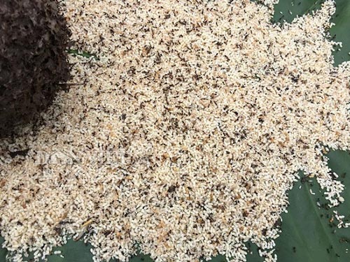 Nữ cao thủ kể chuyện ly kỳ vào rừng săn đặc sản trứng kiến cực lạ - 7