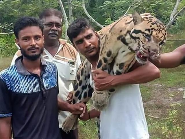 Thế giới - Phẫn nộ cảnh báo gấm cực kỳ quý hiếm bị thợ săn giết hại dã man ở Malaysia