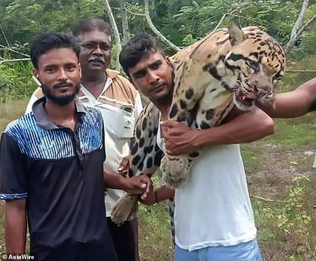 Phẫn nộ cảnh báo gấm cực kỳ quý hiếm bị thợ săn giết hại dã man ở Malaysia - 2