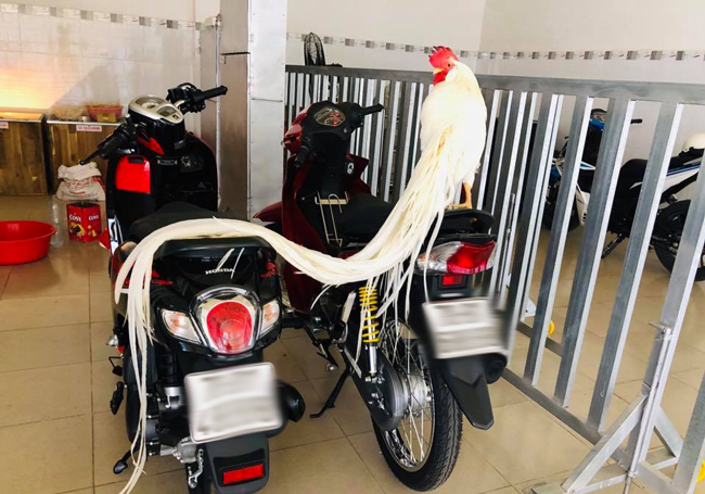 Vì thế, mỗi năm anh chỉ bán được khoảng 30 con gà 1 tháng tuổi ra thị trường. Khách muốn mua đều phải đặt trước mới có hàng.