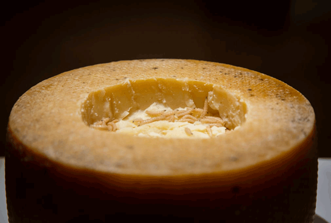 4. Casu marzu, một đặc sản của vùng Sardinia được làm từ phô mai bò với giòi sống.