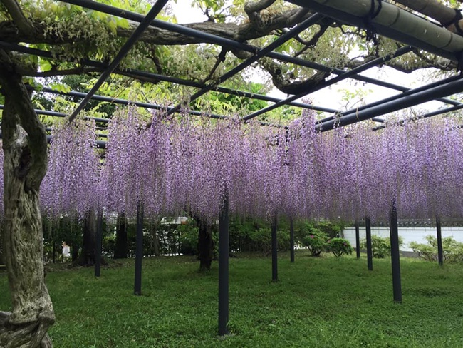 Tin được không: Ăn chơi tẹt ga 5 ngày ở Nhật chỉ... 10 triệu đồng - 10