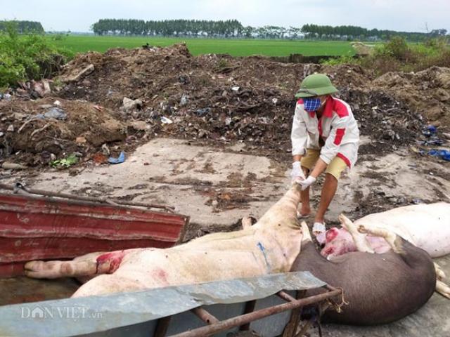 Thị trường - Tiêu dùng - Báo động dịch tả lợn châu Phi "phá" trang trại lớn, dân mất tiền tỷ