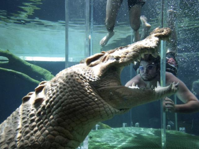 Thế giới - Zimbabwe: Người đàn ông bị cá sấu đớp trúng chỗ hiểm lôi xuống nước mất mạng