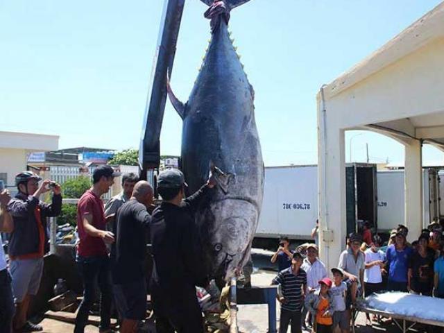 Tin tức trong ngày - Câu được cá ngừ 'siêu khủng', phải thuê cần cẩu đưa lên bờ