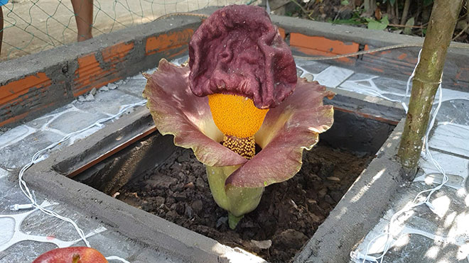 Hàng trăm người tụ tập đến xem cúng vái bông hoa lạ - 1