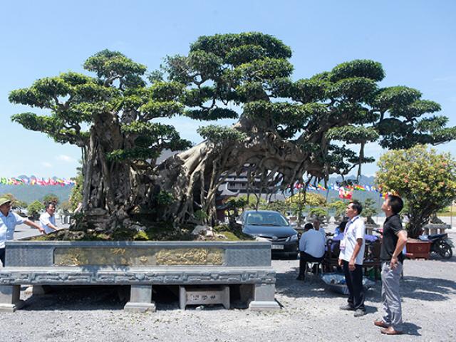 Thị trường - Tiêu dùng - Cây sanh "khủng" nhất Việt Nam chưa hoàn thiện đã có giá triệu đô