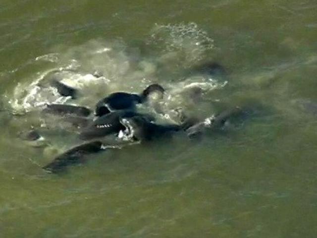 Phi thường - kỳ quặc - Tắc đường vì lái xe dừng lại xem lợn biển giao phối tập thể