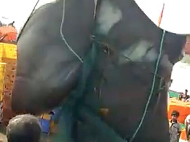 Thế giới - Video: Bắt được cá đuối khổng lồ chưa từng thấy, nặng 1,3 tấn