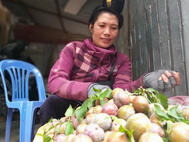 Thị trường - Tiêu dùng - Sơn La: Mùa mận hậu "thất bại", giá tăng cao mà lá... nhiều hơn quả