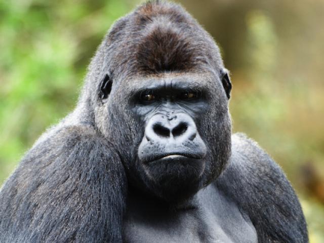 Thế giới - Khỉ đột "đưa tang", tỏ lòng tiếc thương với đồng loại chết