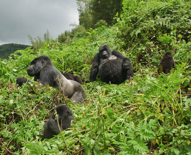 Khỉ đột "đưa tang", tỏ lòng tiếc thương với đồng loại chết - 2