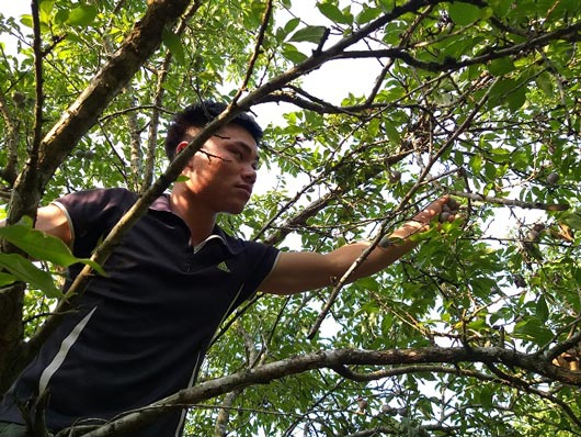 Sơn La: Mùa mận hậu "thất bại", giá tăng cao mà lá... nhiều hơn quả - 2