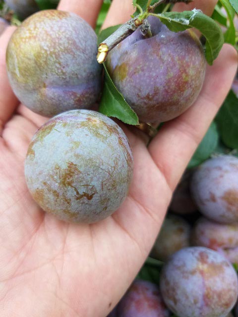 Sơn La: Mùa mận hậu "thất bại", giá tăng cao mà lá... nhiều hơn quả - 3