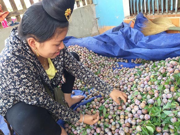 Sơn La: Mùa mận hậu "thất bại", giá tăng cao mà lá... nhiều hơn quả - 4