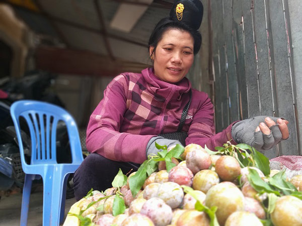 Sơn La: Mùa mận hậu "thất bại", giá tăng cao mà lá... nhiều hơn quả - 5