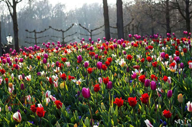 Vẻ đẹp mê hoặc của “khu vườn cổ tích” Keukenhof tại Hà Lan - 1