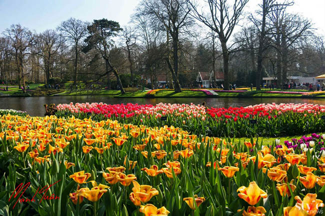 Vẻ đẹp mê hoặc của “khu vườn cổ tích” Keukenhof tại Hà Lan - 6