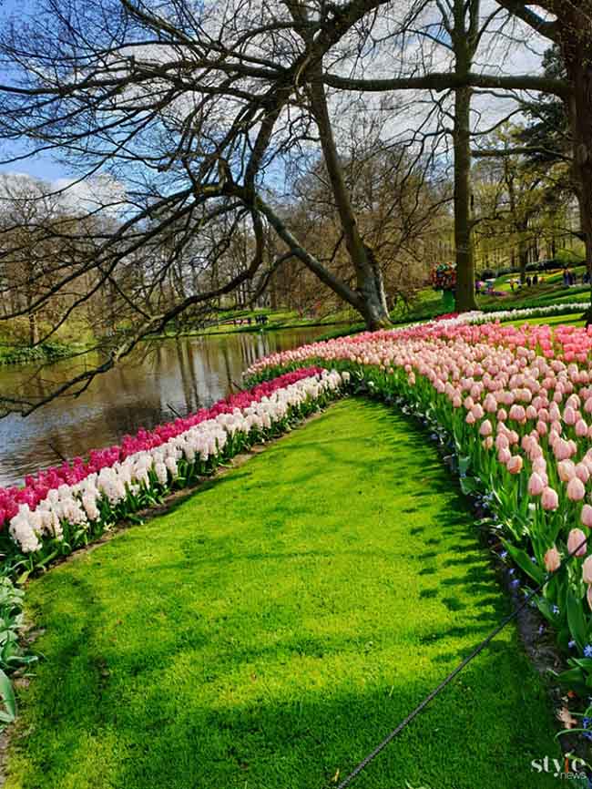 Vẻ đẹp mê hoặc của “khu vườn cổ tích” Keukenhof tại Hà Lan - 7