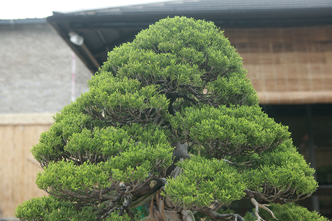 Những cây duyên tùng thuộc dòng lá kim và rất đắt, không phải có tiền là mua được. Những năm gần đây, những người có tiền, thích nghệ thuật bonsai Nhật thường tìm mua duyên tùng về chơi bởi cây không quá lớn, rất thích hợp đặt trong biệt thự, khuôn viên vườn nhỏ…