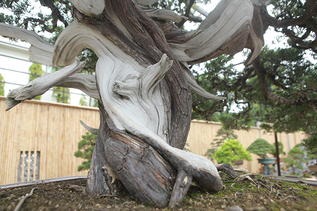 Phần gốc và thân đa phần đã hóa lũa (phần thân cây chết), do chủ ý của người làm cây, họ chỉ để một phần thân cây sống để nuôi tay, cành, bông, tán. Đó là phong cách bonsai của người Nhật.