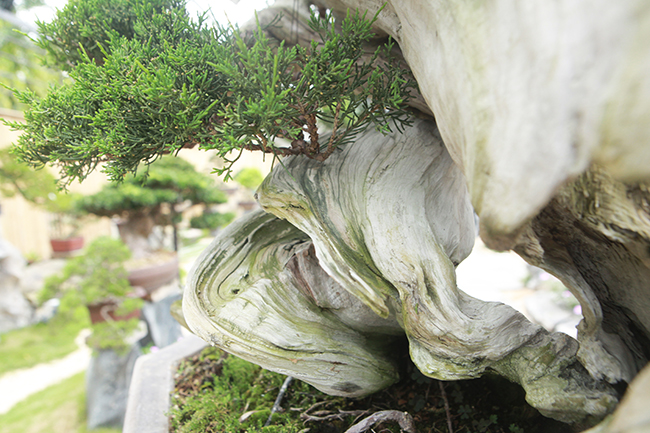 "Những cây tôi mua về Việt Nam đều là cây nổi tiếng của các nhà vườn ở Nhật nên hội tụ đầy đủ: Cổ - kỳ - mỹ - văn", anh Phong nói.