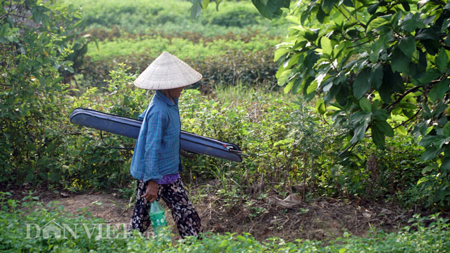 Ảnh, clip: Nông dân mang &#34;bảo bối&#34; chống nắng 40 độ C ra đồng - 5