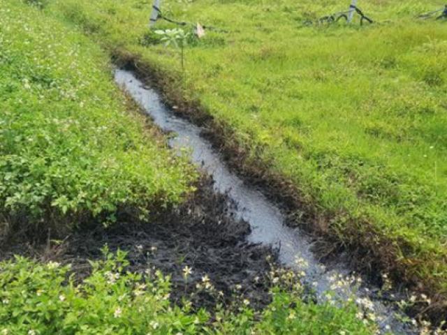 Tin tức trong ngày - Lội mương bắt cua, người phụ nữ bỏng rộp chân vì... axít đổ trộm