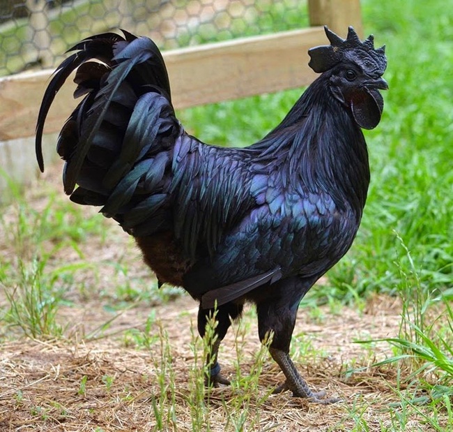 Ayam Cemani là loại gà quý hiếm có nguồn gốc từ Indonesia. Điểm đặc biệt của loại gà này là toàn cơ thể nó được bao phủ một màu đen mà &nbsp;không có bất cứ một màu gì khác như nhiều giống gà chúng ta thường thấy.