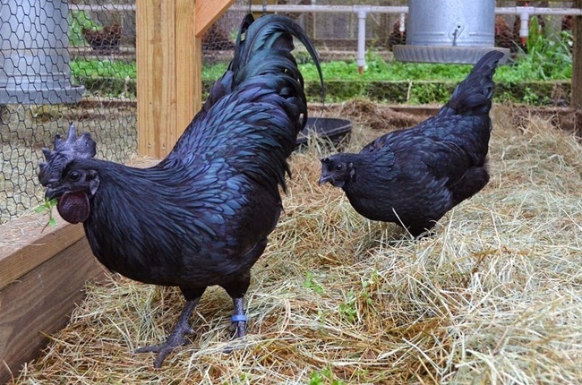 "Ayam" trong tiếng Indonesia có nghĩa là "gà", còn "Cemani" có nghĩa là hoàn toàn màu đen trong tiếng Java. Chúng được một người lai giống người Hà Lan giới thiệu tại châu Âu lần đầu năm 1998 
