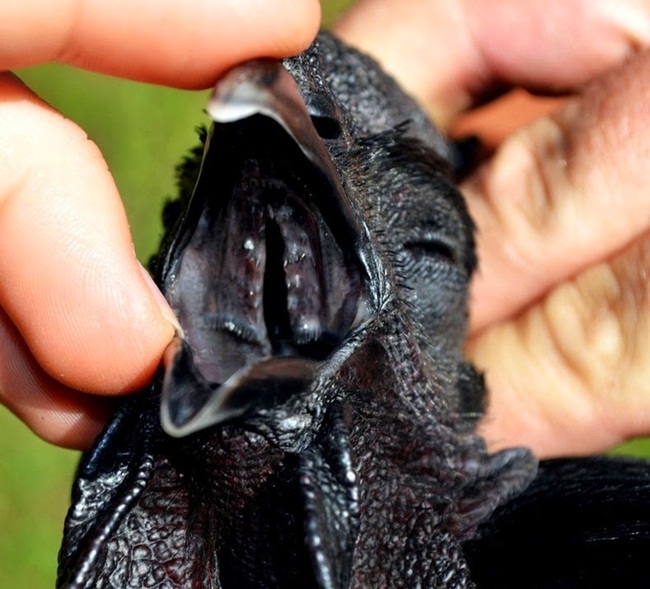 Nếu nhìn vào phía trong mỏ của gà cũng ngạc nhiên với một lớp da màu đen khác lạ.