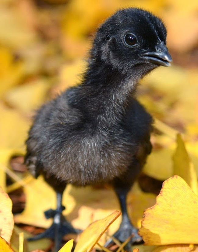 Một con gà con giống&nbsp;Ayam Cemani sinh ra đã có màu đen bao phủ khắp cơ thể.