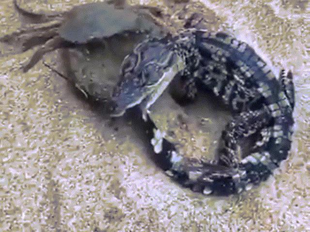 Kết quả bất ngờ màn tử chiến giữa cua khổng lồ và cá sấu